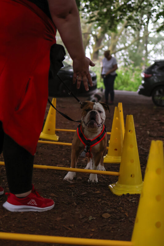 Hundetraining, mobile Hundeschule, Gruppentraining