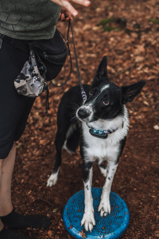 Deine Hundeschule im Märkischen Kreis