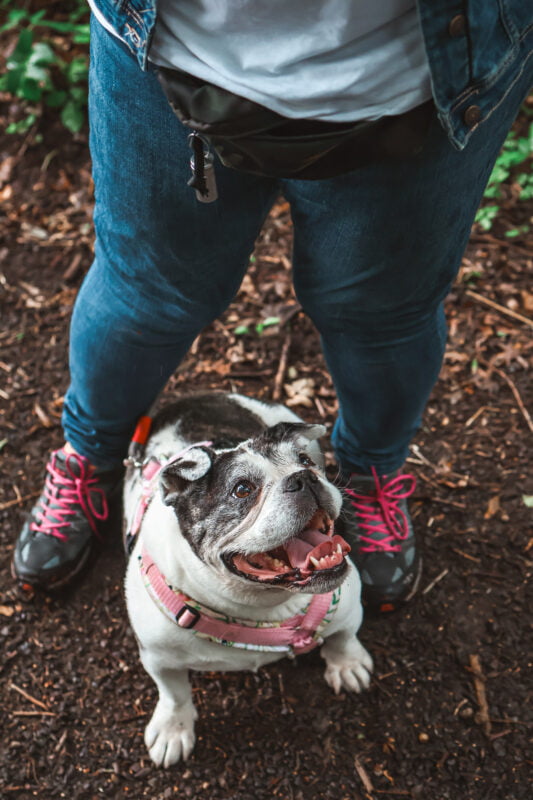 Deine mobile Hundeschule