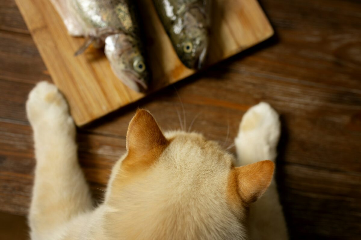 The cat looks at the fish that lies on the table. Overhead view