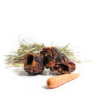 Pferdekehlkopf luftgetrocknet