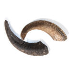 Ziegenhorn luftgetrocknet