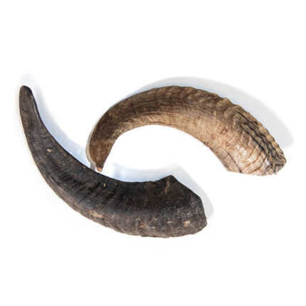 Ziegenhorn luftgetrocknet